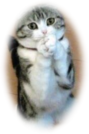 http://www.cathub.tv/wp-content/uploads/2015/01/Pleading-cat-overachieving-cats.jpg